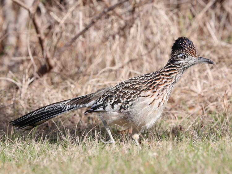 Greater Roadrunner