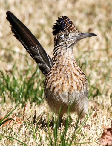 Greater Roadrunner