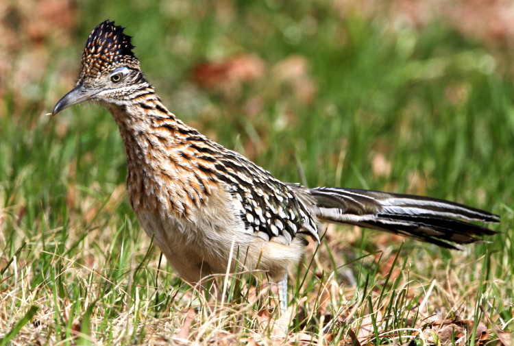 Greater Roadrunner
