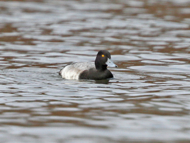 Greater Scaup