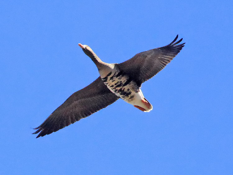 Greater White-fronted Goose