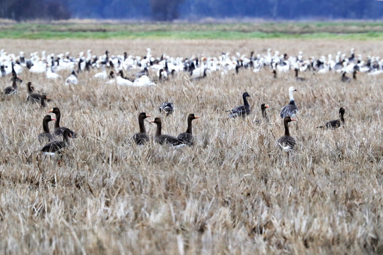 Greater White-Fronted Goose