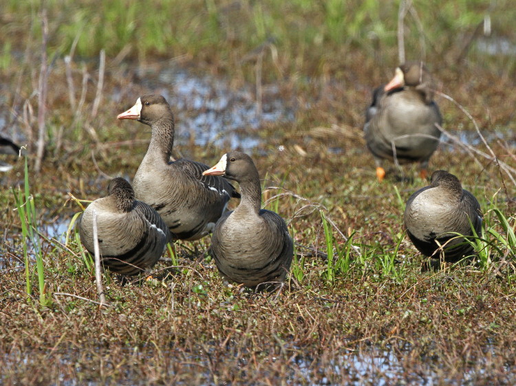 Greater White-fronted Goose