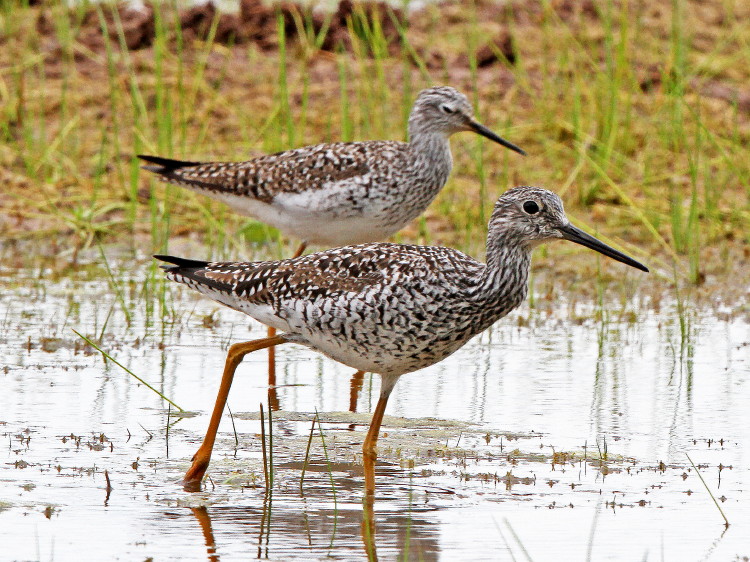 Greater Yellowlegs