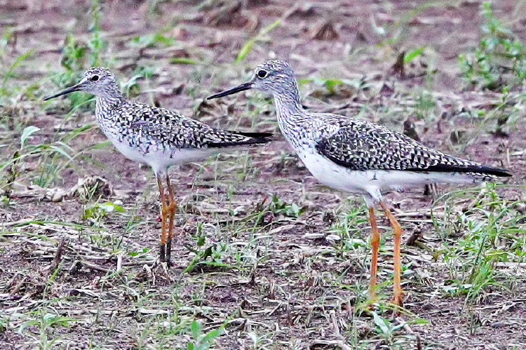 Greatr Yellowlegs with Lesser Yellowlegs