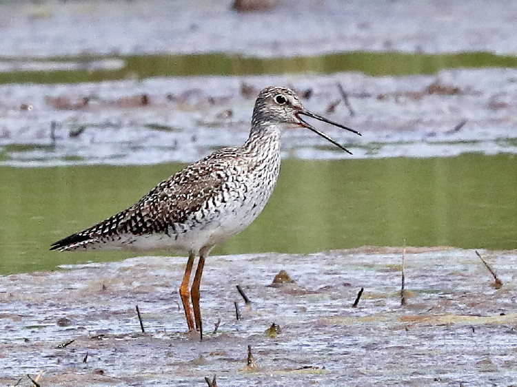 Greater Yellowlegs