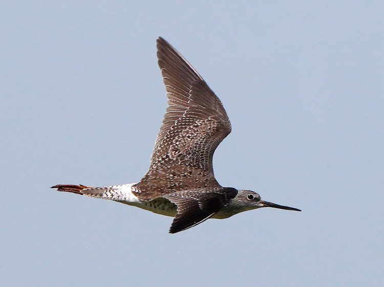 Greater Yellowlegs