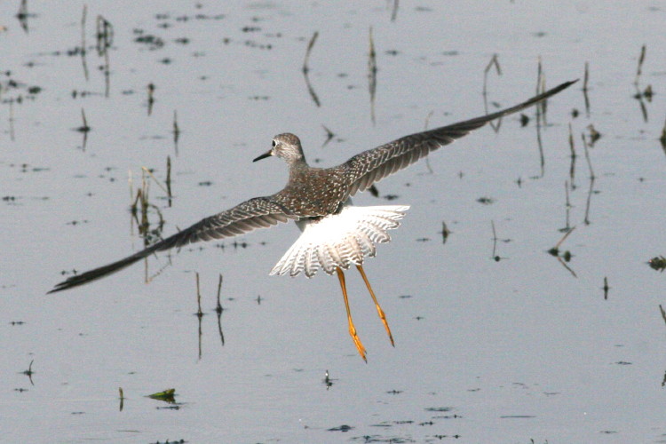 Greater Yellowlegs