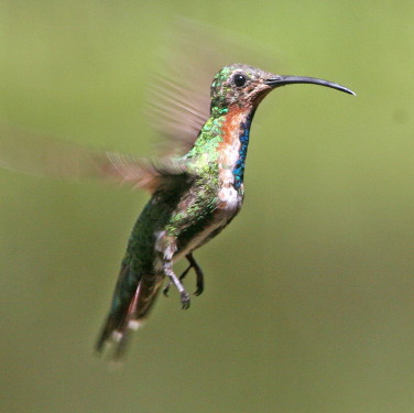 Green-breasted Mango