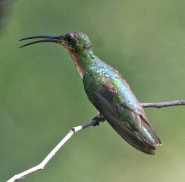 Green-breasted Mango