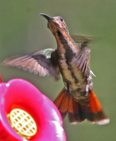 Green Breasted Mango