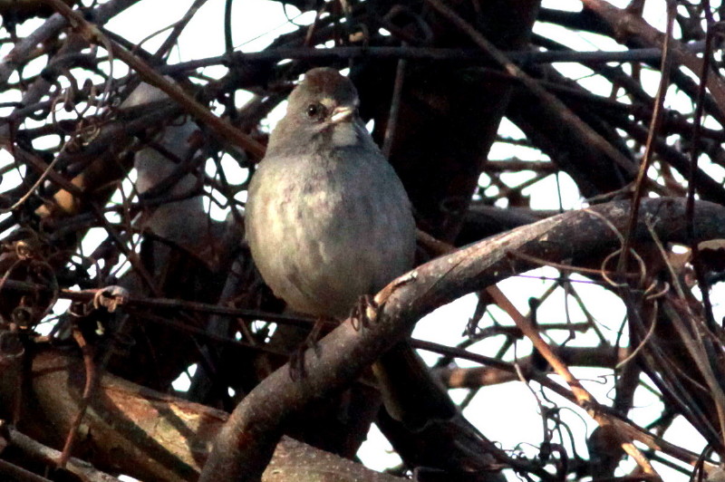 Green-tailed Towhee