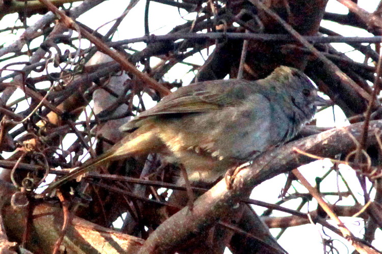 Green-tailed Towhee