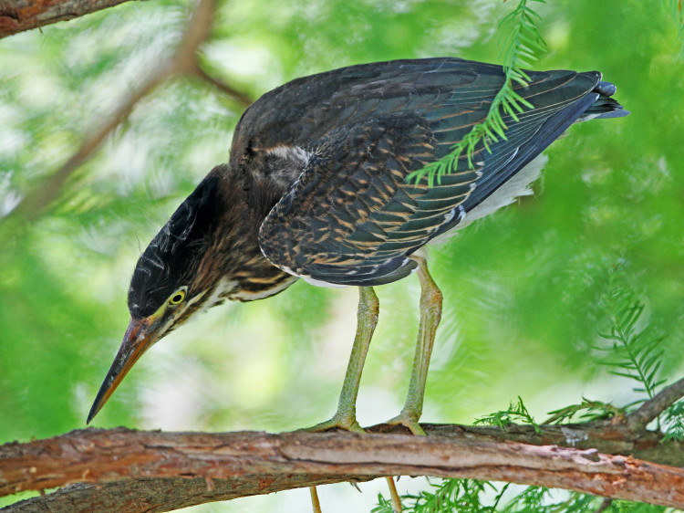 Green Heron