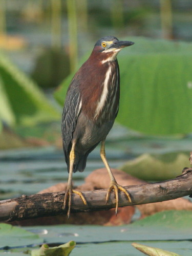 Green Heron