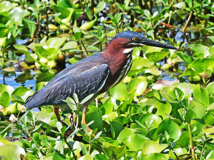 Green Heron