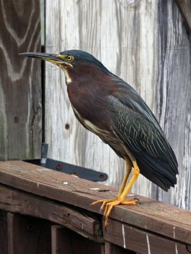 Green Heron