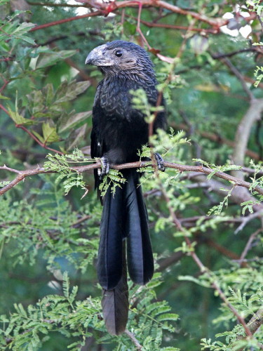 Groove-billed Ani