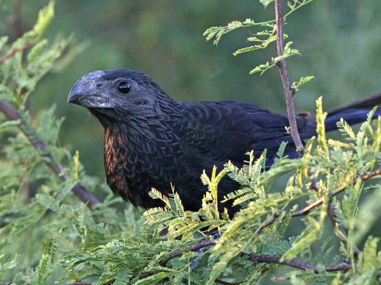 Groove-billed Ani