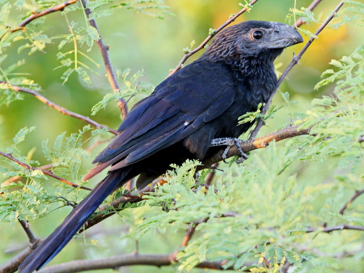 Groove-billed Ani
