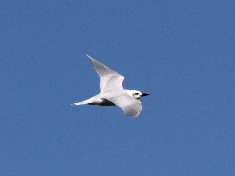 Gull-billed Tern