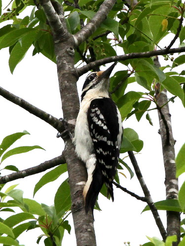 Hairy Woodpecker