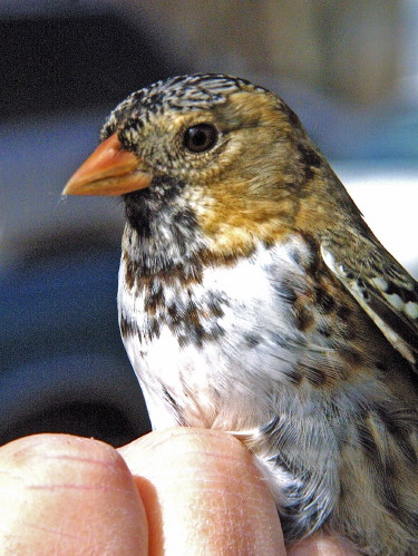 Harris' Sparrow
