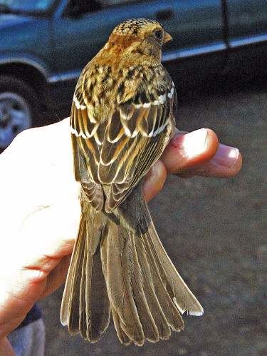 Harris' Sparrow