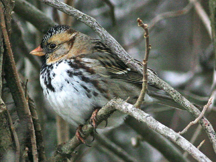 Harris' Sparrow