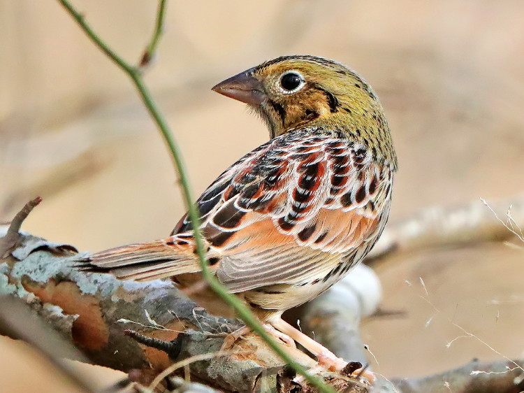 Henslow's Sparrow