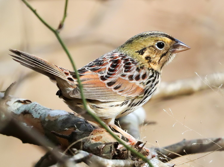 Henslow's Sparrow