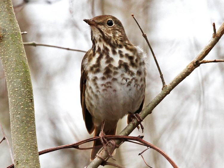 Hermit Thrush