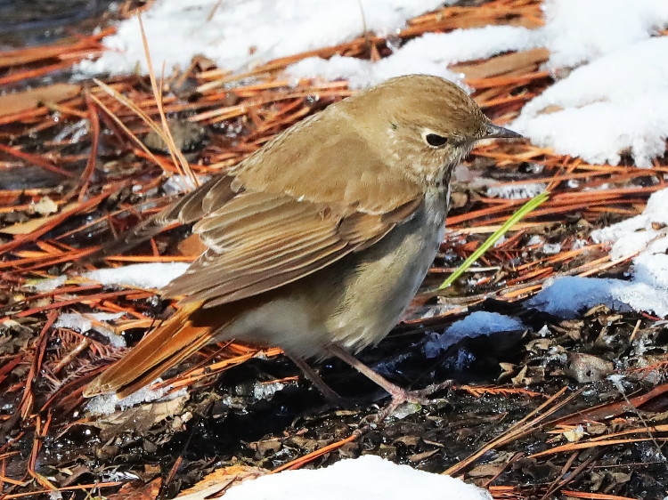Hermit Thrush