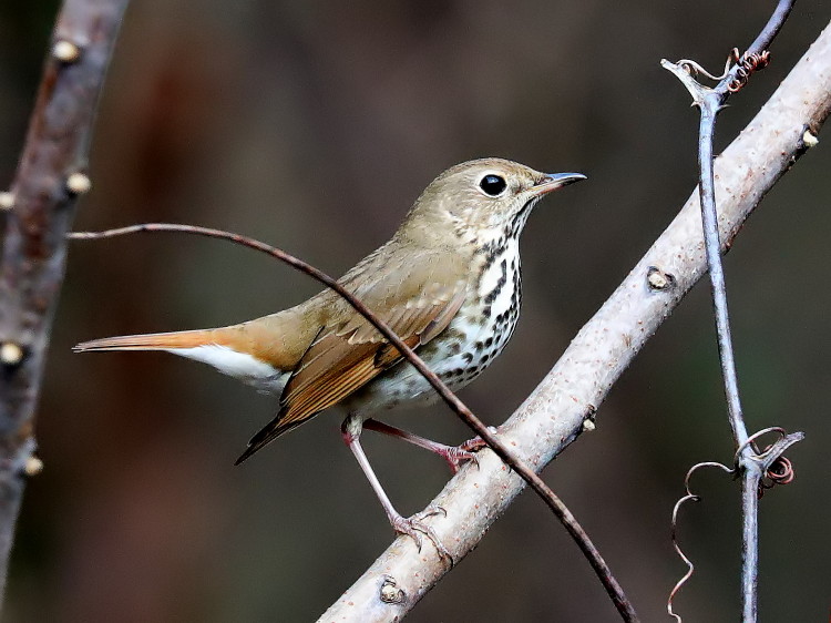 Hermit Thrush