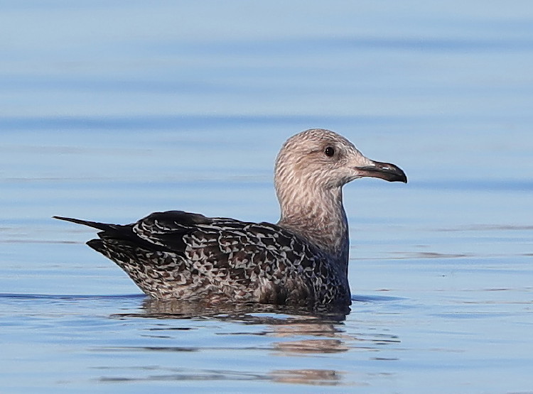 Herring Gull