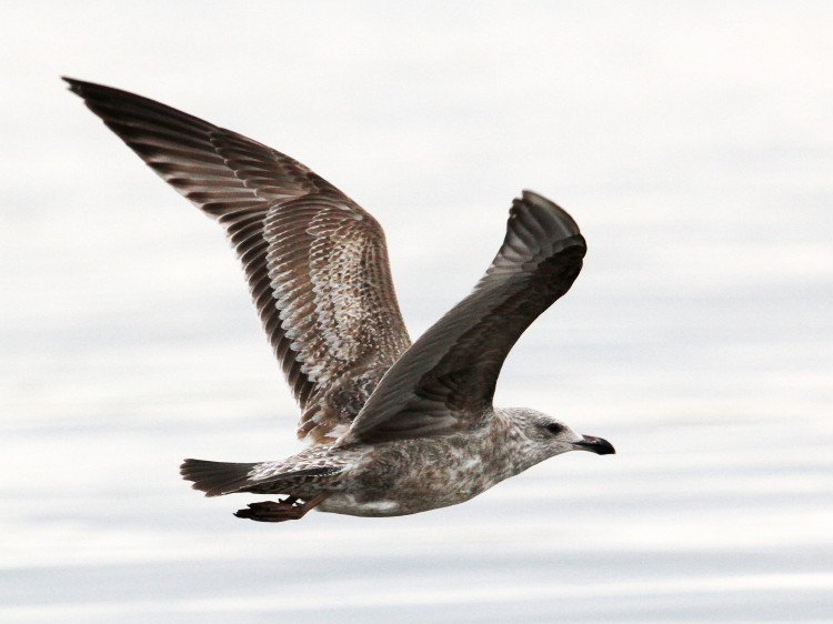 Herring Gull