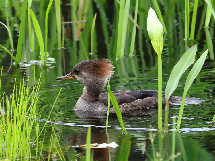Hooded Merganser