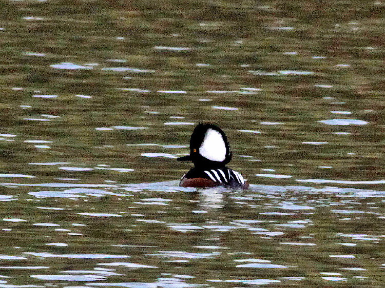 Hooded Merganser