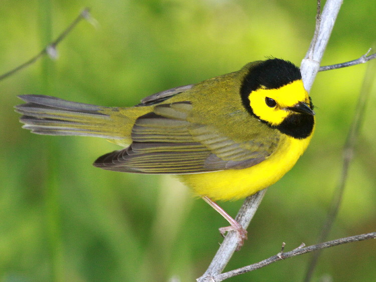Hooded Warbler