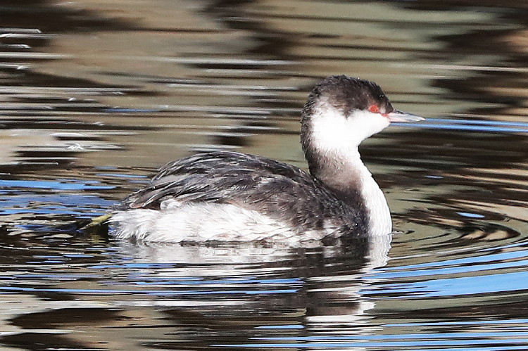 Horned Grebe