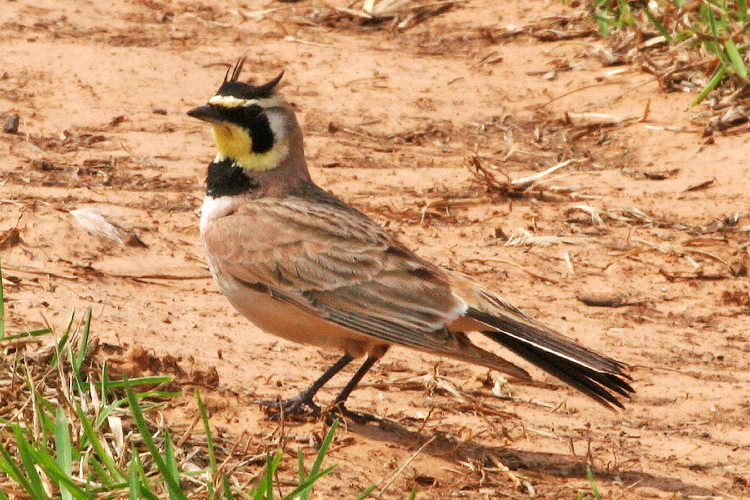 Horned Lark