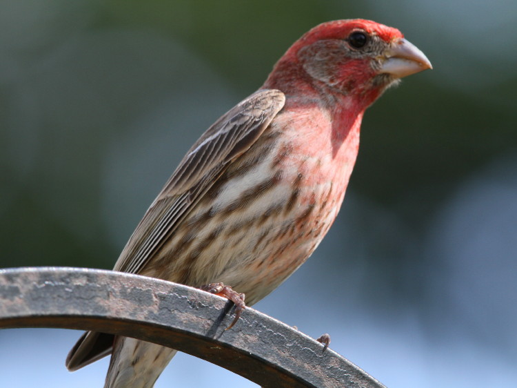 House Finch