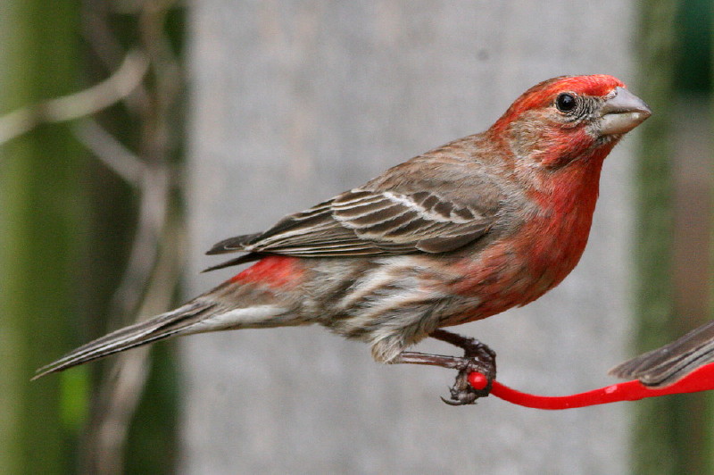 House Finch