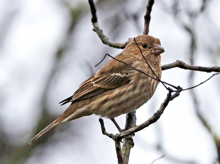 House Finch