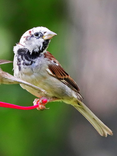 House Sparrow (leucistic)