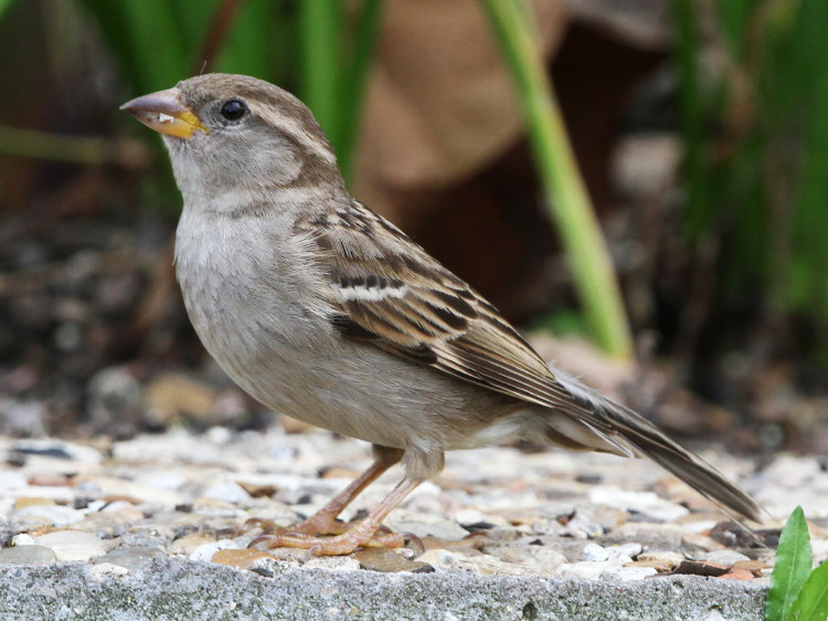 House Sparrow