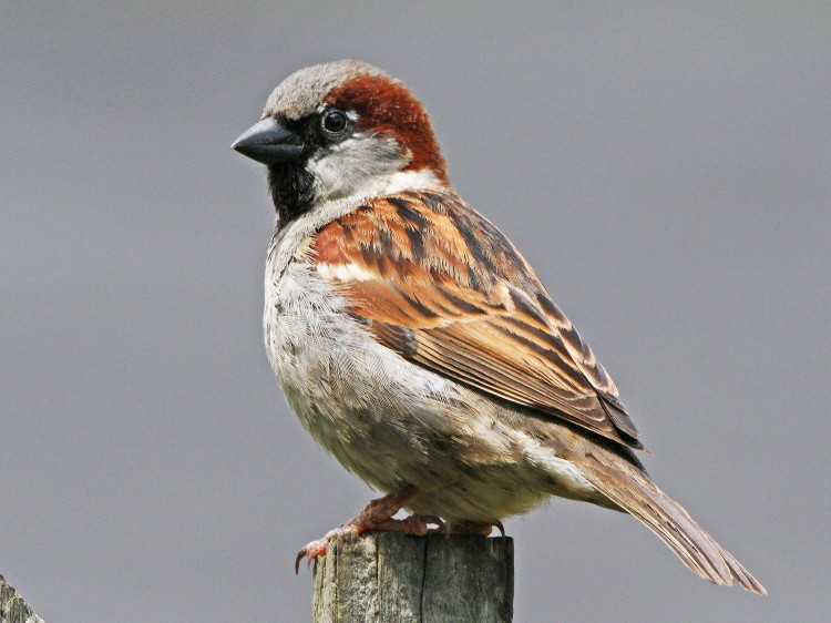 House Sparrow