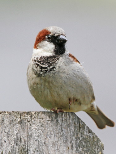 House Sparrow