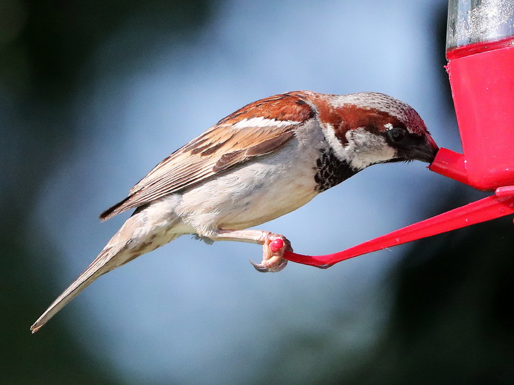 House Sparrow