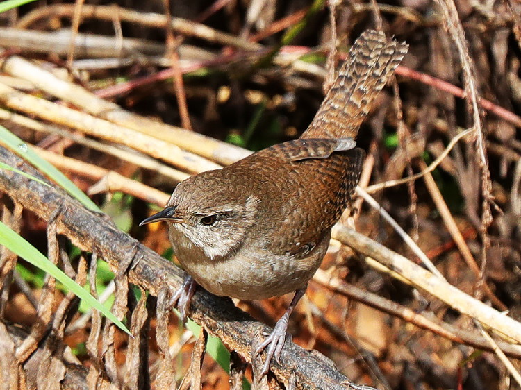 House Wren